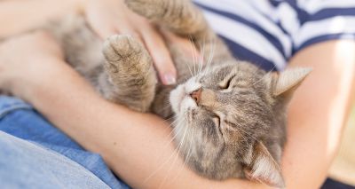 Study identifies five cat owner types